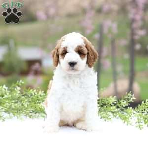 Chloe, Mini Goldendoodle Puppy